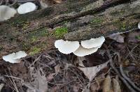 Crepidotus malachius image