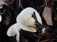 Clitocella fallax image