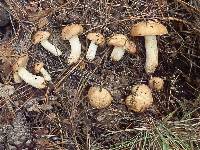 Suillus occidentalis image