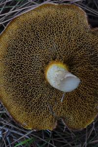 Suillus collinitus image