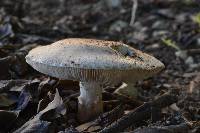 Leucoagaricus brunnescens image