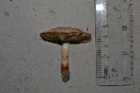 Leucoagaricus brunnescens image