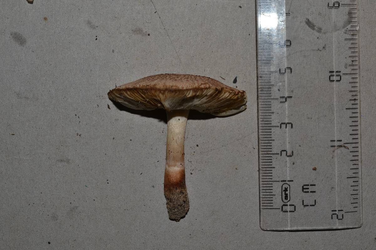 Leucoagaricus brunnescens image