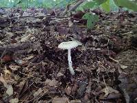 Amanita farinosa image