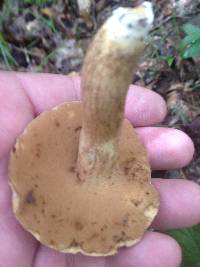 Boletus durhamensis image