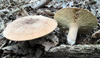 Lactarius corrugis image