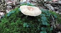 Lactarius marylandicus image