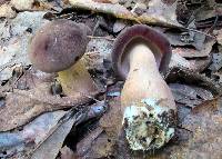 Tylopilus rubrobrunneus image