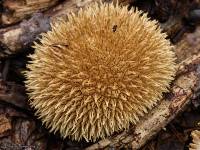 Lycoperdon pulcherrimum image