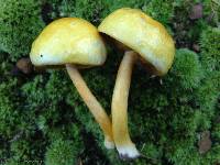 Pulveroboletus curtisii image