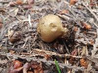 Lycoperdon umbrinum image