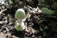 Amanita elliptosperma image