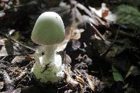 Amanita elliptosperma image