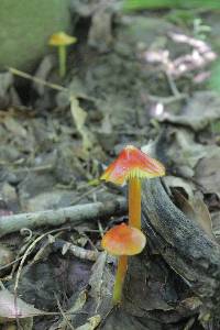 Hygrocybe cuspidata image