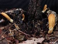 Trichoderma alutaceum image