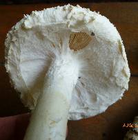 Amanita rhopalopus image