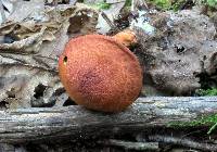 Cortinarius bolaris image