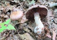 Cortinarius torvus image