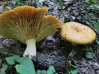 Lactarius croceus image