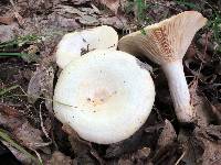 Lactarius maculatipes image