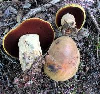 Boletus vermiculosoides image