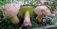 Boletus pallidoroseus image