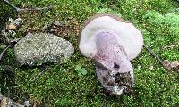 Tylopilus plumbeoviolaceus image