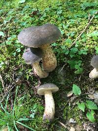 Tylopilus variobrunneus image