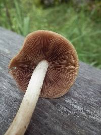 Homophron spadiceum image