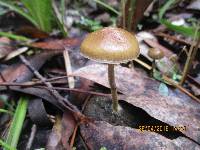 Psilocybe alutacea image