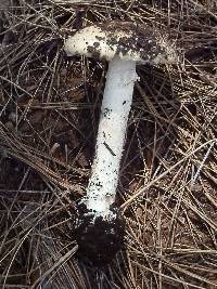Image of Amanita tlaxcalipanthera