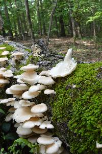 Pleurotus pulmonarius image