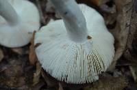 Russula pulchra image