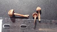 Inocybe lacera image