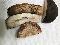 Tylopilus variobrunneus image