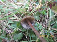 Psilocybe papuana image