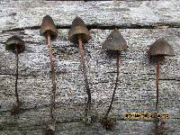 Psilocybe papuana image