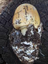 Amanita cochiseana image