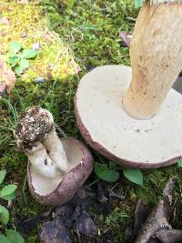 Tylopilus rubrobrunneus image