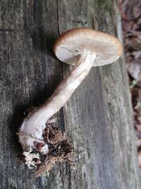 Agrocybe acericola image