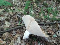 Russula compacta image