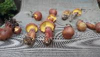 Baorangia bicolor image