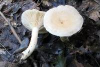 Lactarius fumosus image