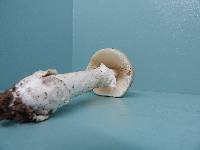 Amanita spreta image