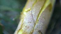 Lanmaoa pseudosensibilis image