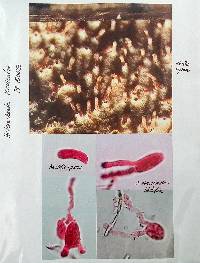 Heterochaete tenuicula image