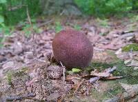 Tylopilus variobrunneus image