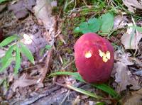 Boletus carminiporus image