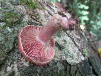 Lactarius subpurpureus image