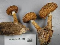 Leucopholiota decorosa image